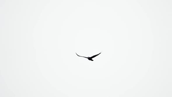 Bird Raven Flying Against Cloudy Sky in Slow Motion