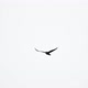 Bird Raven Flying Against Cloudy Sky in Slow Motion - VideoHive Item for Sale