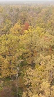 Vertical Video Autumn Forest with Trees By Day Slow Motion