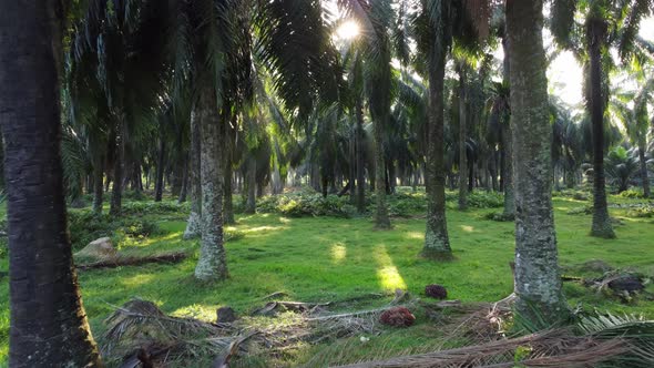 Move toward oil palm fruit and farm