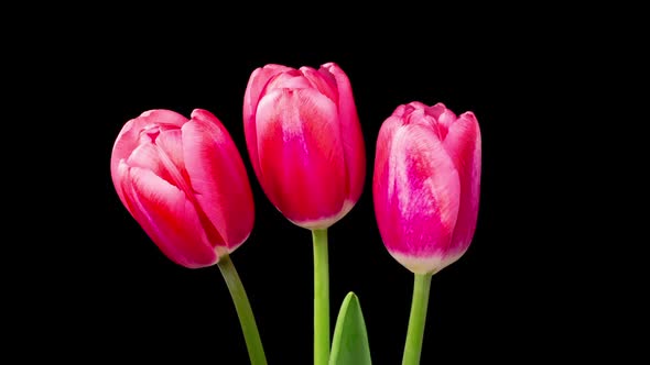 Timelapse of Red Tulips Flowers Opening