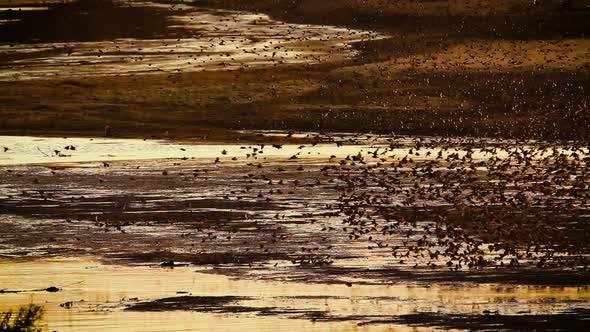 Red-billed Quelea  in Kruger National park, South Africa