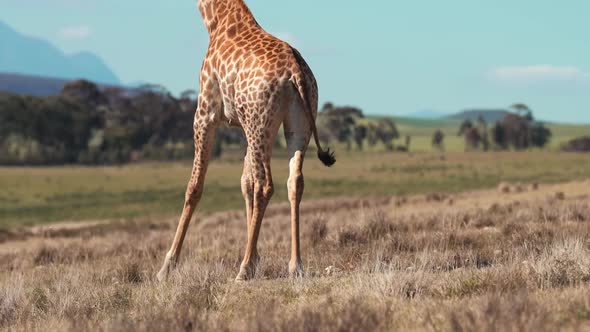 Beautiful Giraffe walks in the African Savanna, Wildlife