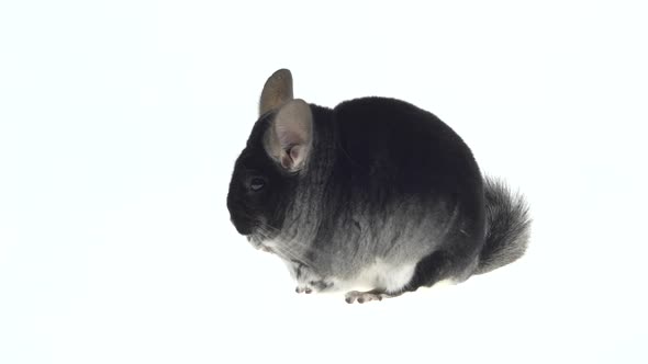 Wide Full Body Side View of a Cute Grey Chinchilla Eating a Nut. Isolated on a White Studio