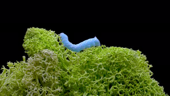 Caterpillar Insecta Manduca Sexta Family Sphingidae