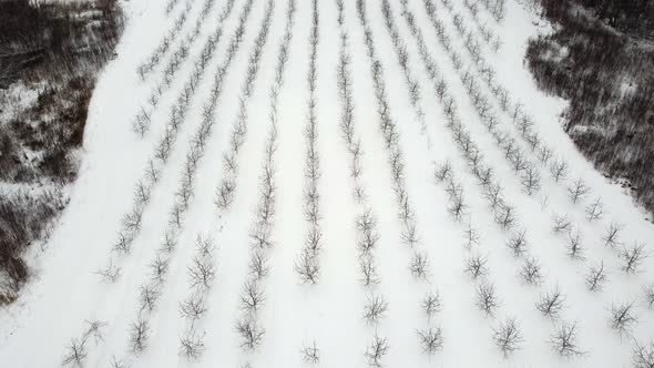 Drone Stock Footage Farm Garden with Apples in Winter Lots of Snow and Rhythm of Trees