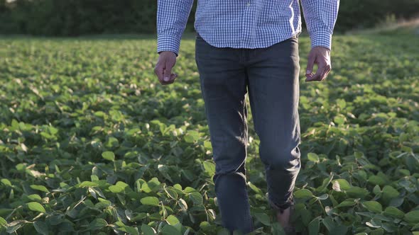 A farmer walks through a soybean field in the light of the sun's rays.