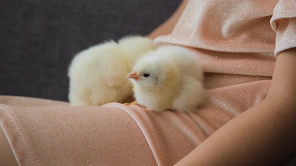 Closeup of Chicks Resting on a Dress of Girl