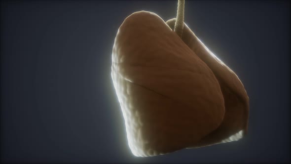 Loop 3d Rendered Medically Accurate Animation of the Human Lung alt
