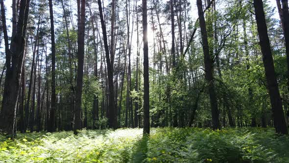 Wild Forest Landscape on a Summer Day