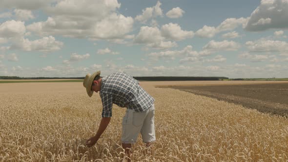 A young farmer is standing in the middle of a wheat field. He is putting his hands on his waist.