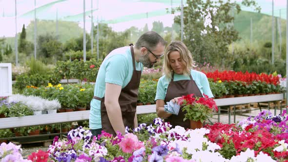 Professional Gardeners Discussing Red Blooming Plant