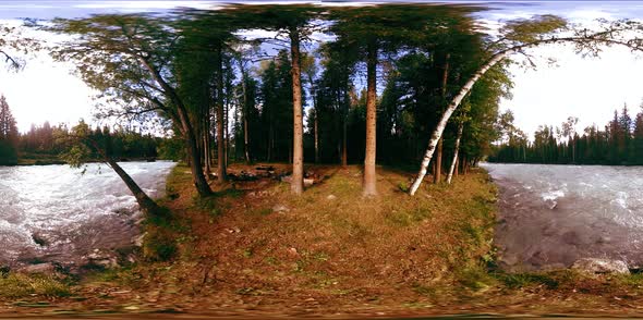 360 VR Virtual Reality of a Wild Forest