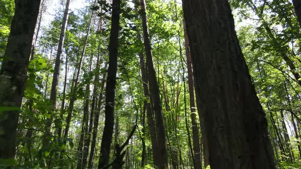 Slow Motion View of Green Forest By Day