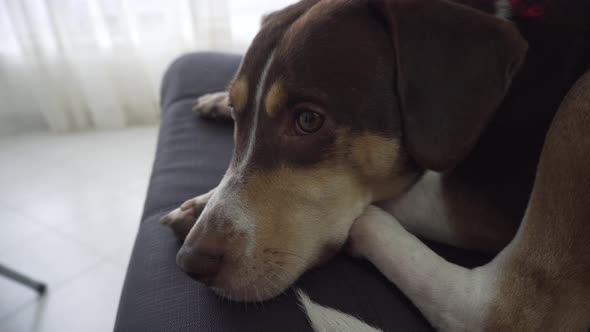 close up of beagle harrier dog as it rests on coach.