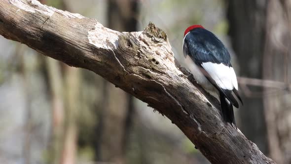 Close Up Of A Red-headed Woodpecker Perching And Pecking On A Tree Branch At Point Pelee National Pa