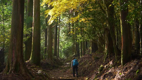 Tilt down, hiker walks past striking yellow leaved tree on forest path, Japan