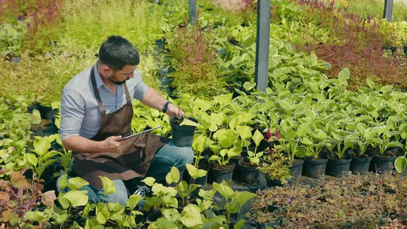 A Florist a Gardener Who Grows Herbs and Plants Inspects the Area with Plants and Records