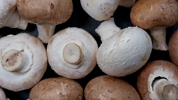 Freshly Picked White Brown Mushrooms on a Dark Background Rotate.