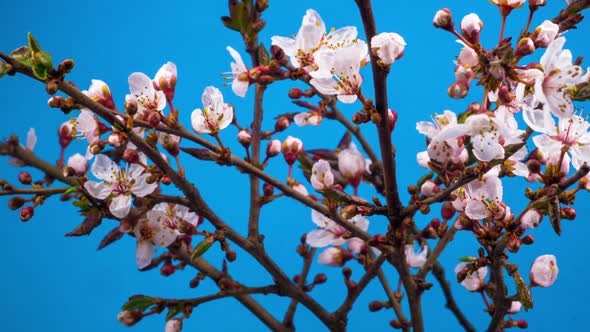 White Flowers Blossoms on the Branches Cherry Tree