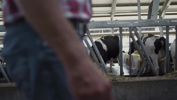 Farmer Walking Modern Cowshed Between Cows Rows Close Up