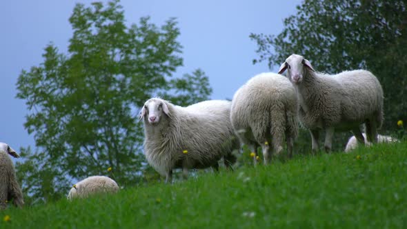 Sheeps on an willow