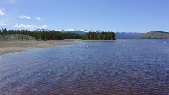 Flying over Hebgen Lake as Pelicans fly above the water