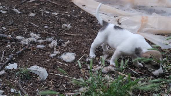 Little White Puppy