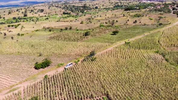 Two Cars Drive on Dirt Road Through Corn Fields in Central Africa, Aerial View