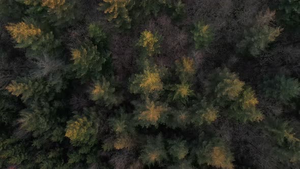 AERIAL - A coniferous forest in west Germany from above. Top down drone view revealing numerous bare