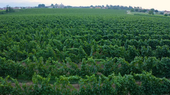 Flying over a french vineyard.