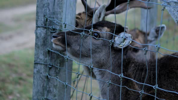 Feeding female Fallow deer (Dama dama) with grass trough the fence in cold overcast autumn day, deer