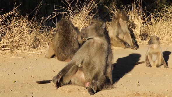 Chacma Baboon Family - Kruger National Park
