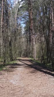 Vertical Video of a Road in the Forest