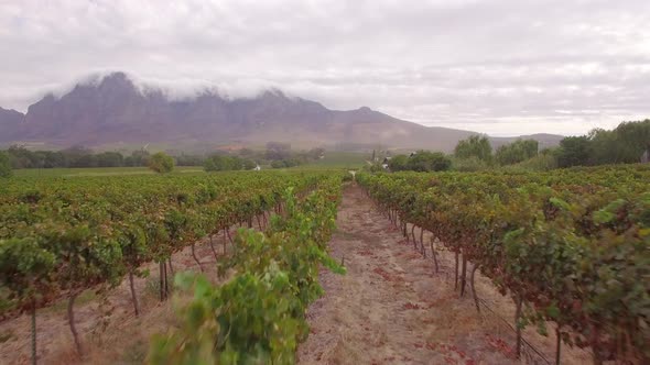 Aerial travel drone view of grape vineyard farms in South Africa.