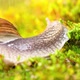 A snail creeps on moss in the rain. - VideoHive Item for Sale