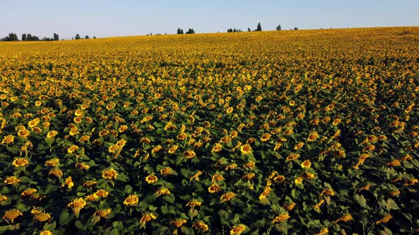 Aerial Drone View Flight Over Sunflowers Growing on Field of Sunflowers