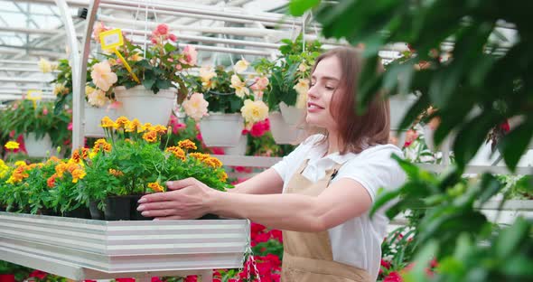 Woman Transplants Beautiful Flower Pots in Greenhouse