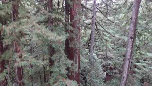 Climbing up through a group of large redwoods in the forest.