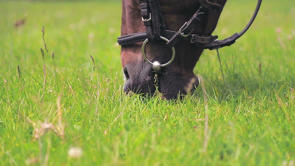 Brown Horse Eating Green Grass Close Up. Muzzle of a Horse That Chews and Eats Green Grass on a