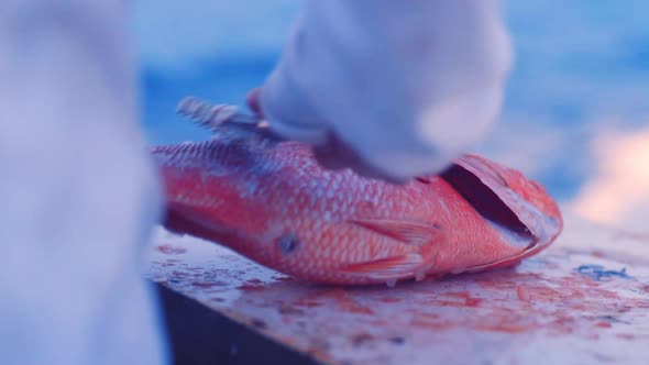 Descaling fresh red snapper fish with metal tool on boat, Slow Motion Close Up