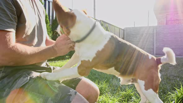 Man Plays with His Beagle Dog Outdoors and Treats Her Pet with a Treat