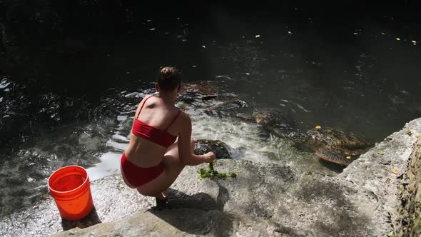 Woman Feeding Algae to Giant Sea Tortoises at Baraka Natural Aquarium Zanzibar