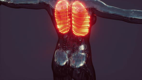 Hologram of Inflamed Lungs in the Human Body alt