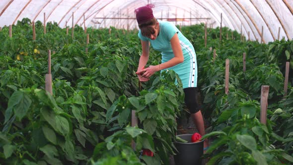 Female Farmer Harvesting Bell Pepper at Greenhouse
