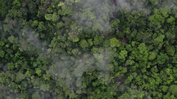 Aerial top view of a tropical forest canopy, a wide shot following a stream
