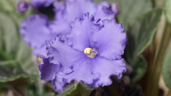 Purple Saintpaulia ionantha beautiful plant bud and leaves 4K 2160p 30fps UltraHD tilting footage - 