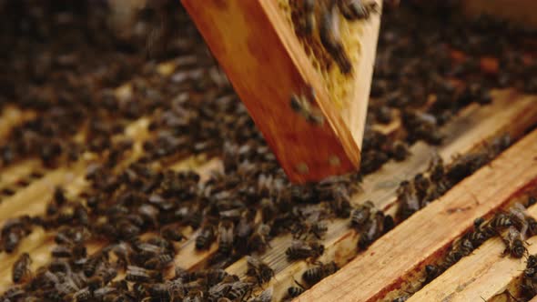 Close Up of Bees on Honeycomb