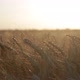 Golden Wheat At Sunset Close - VideoHive Item for Sale