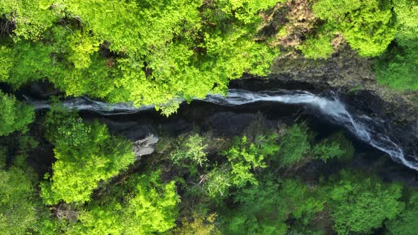 Narrow stream running through lush green forest in Southern Alps; drone top down